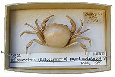 crab1